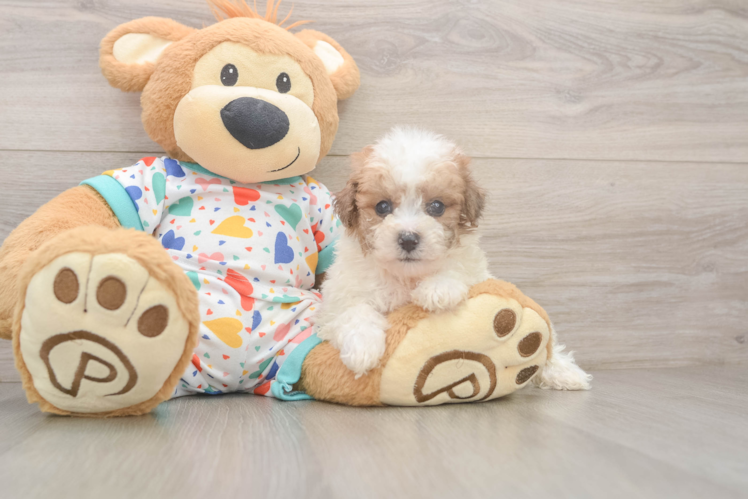 Poochon Pup Being Cute