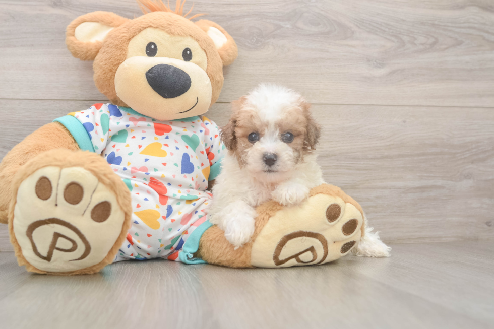 Poochon Pup Being Cute