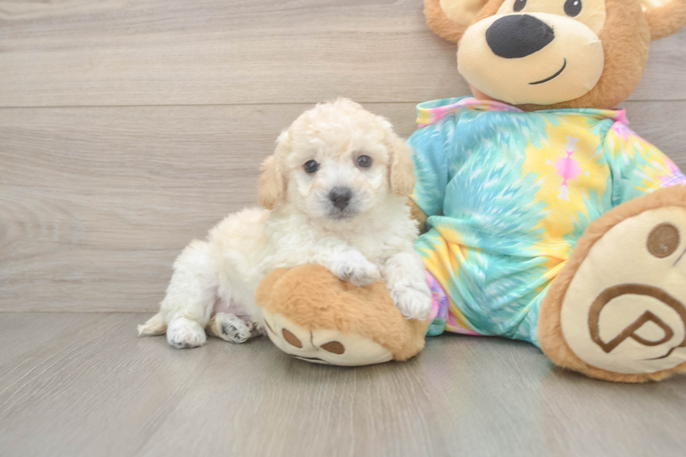 Poochon Pup Being Cute