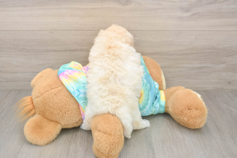 Poochon Puppy for Adoption