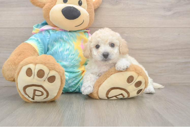 Adorable Bichpoo Poodle Mix Puppy