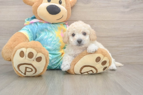 Adorable Bichpoo Poodle Mix Puppy