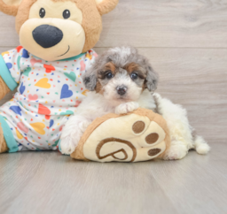 7 week old Poochon Puppy For Sale - Premier Pups