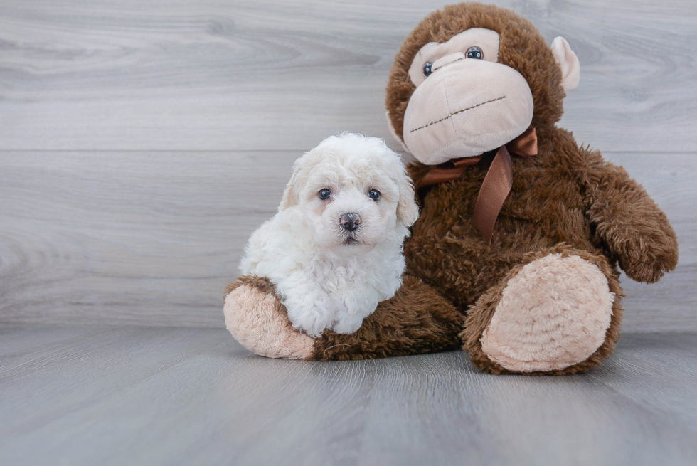 Friendly Poochon Baby