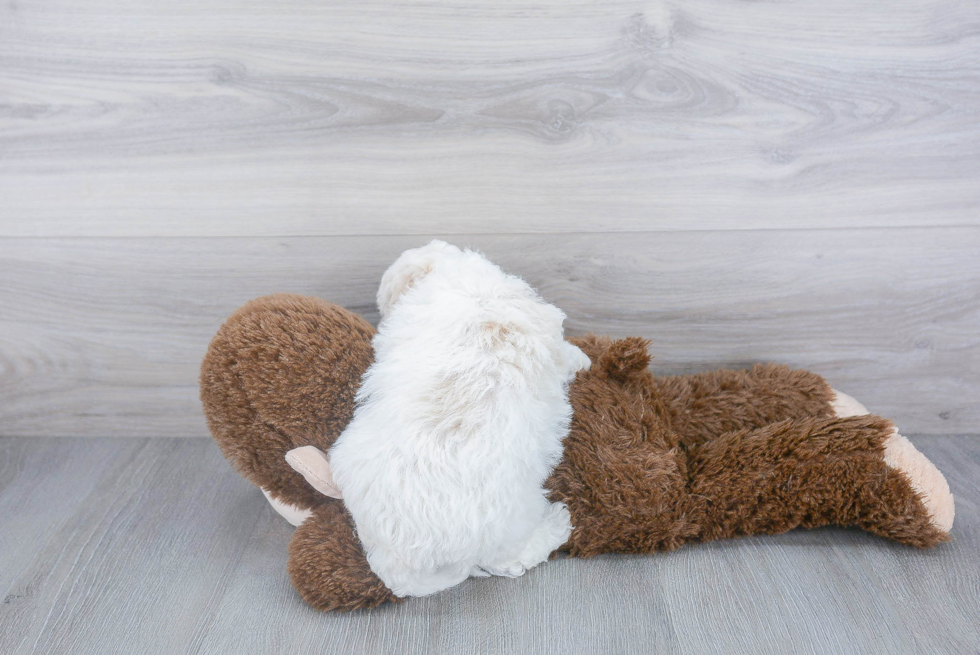 Little Bichpoo Poodle Mix Puppy