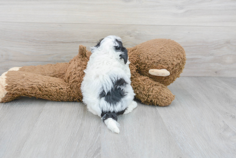 Poochon Puppy for Adoption