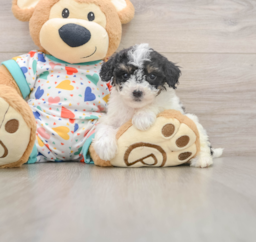 7 week old Poochon Puppy For Sale - Premier Pups