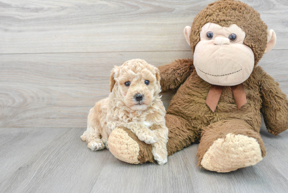 Popular Poochon Poodle Mix Pup