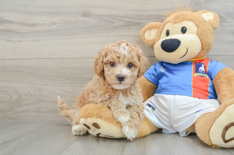 Poochon Pup Being Cute