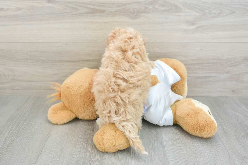 Poochon Puppy for Adoption