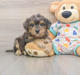 7 week old Poochon Puppy For Sale - Premier Pups