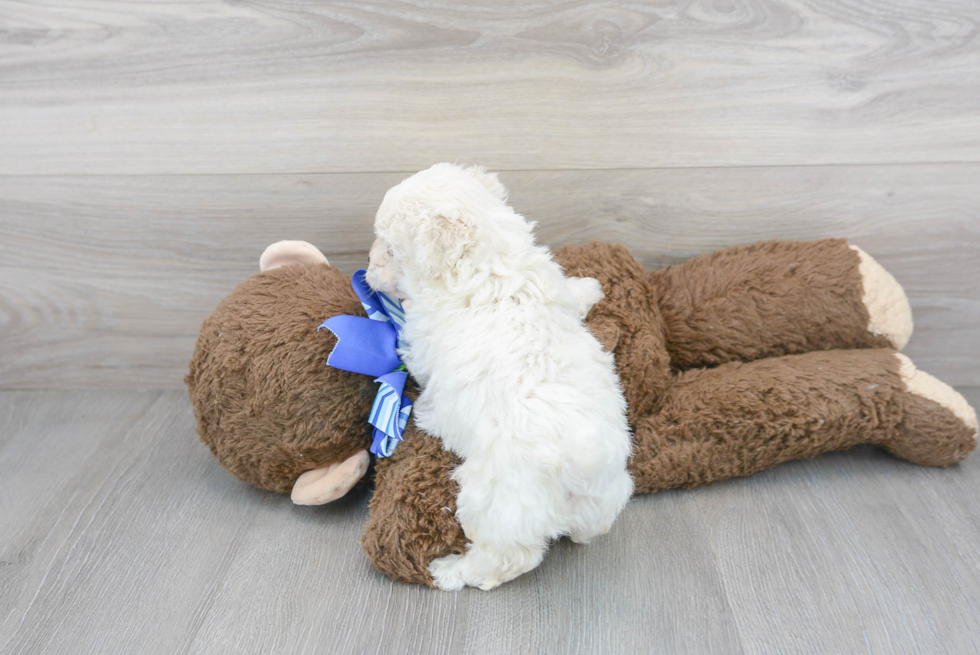 Funny Poochon Poodle Mix Pup