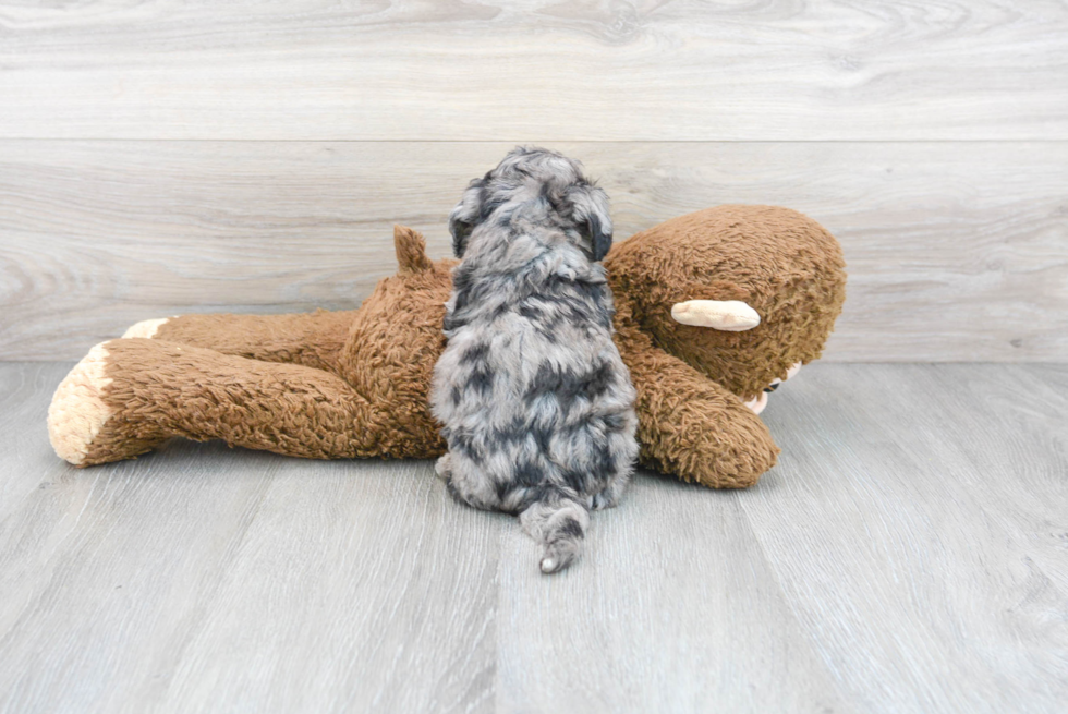 Popular Poochon Poodle Mix Pup