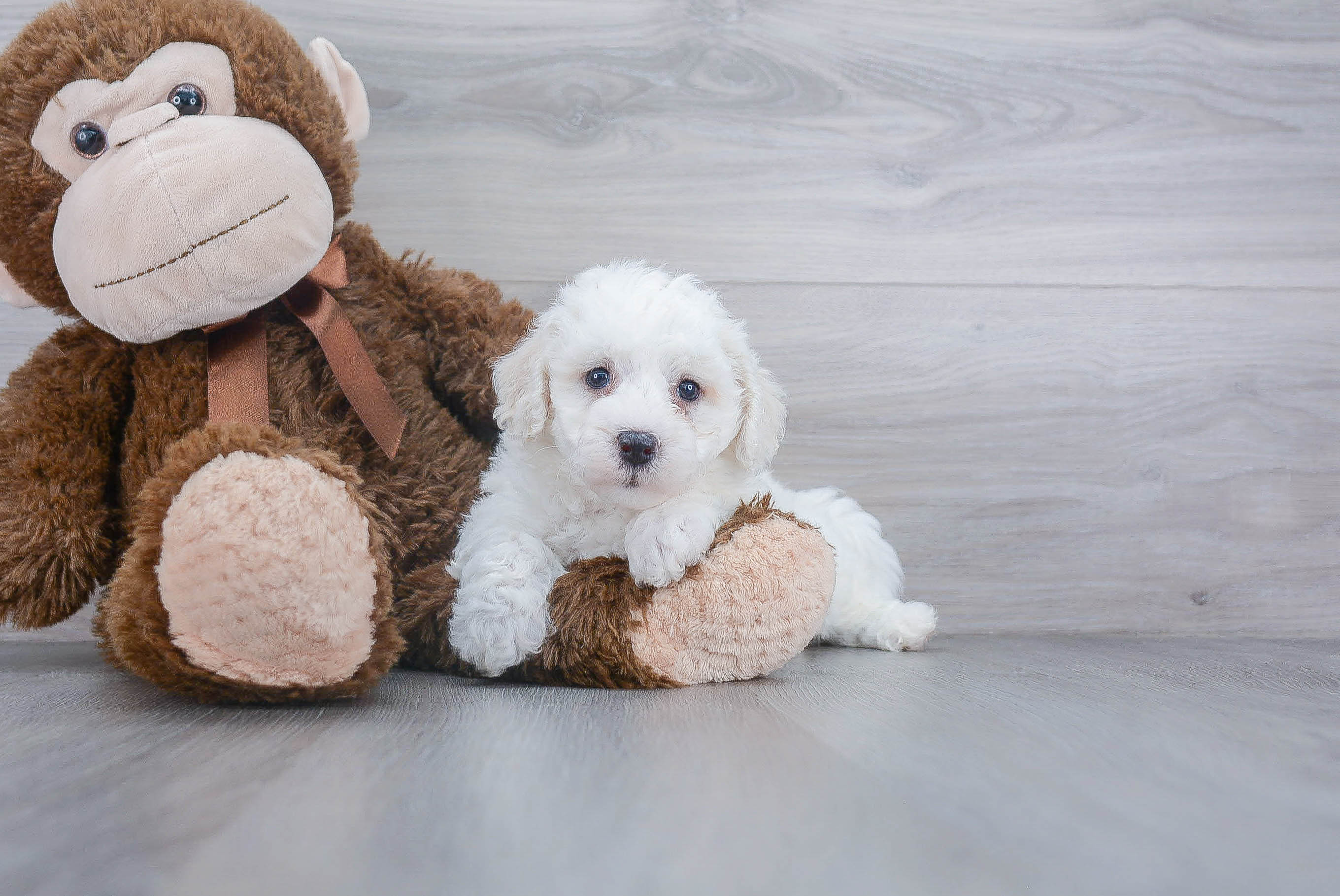 Best Poochon Baby