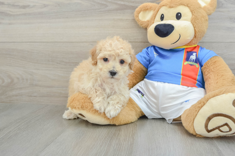 Playful Bichpoo Poodle Mix Puppy