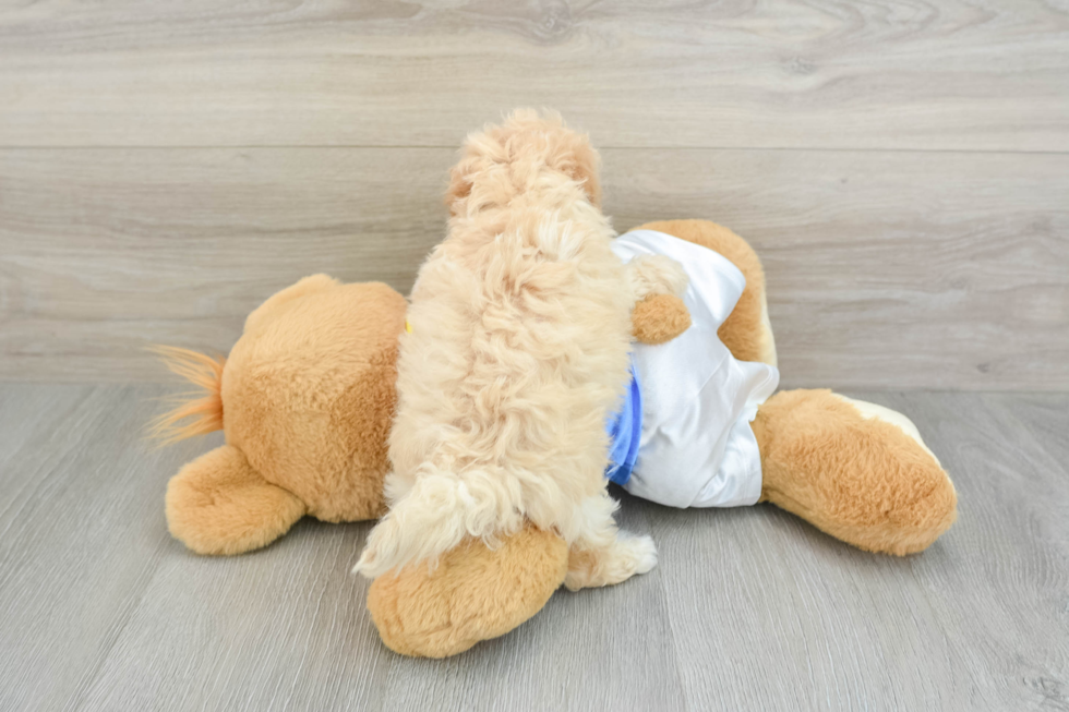 Playful Bichpoo Poodle Mix Puppy