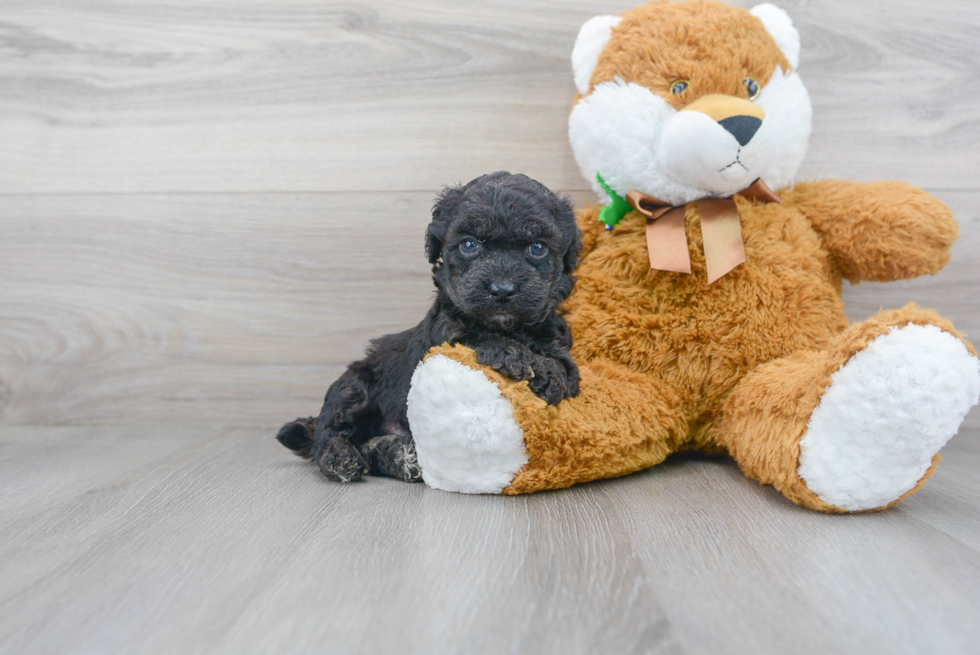 Poochon Puppy for Adoption