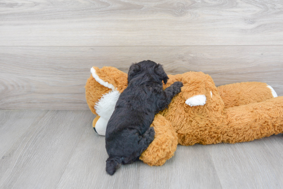 Playful Bichpoo Poodle Mix Puppy