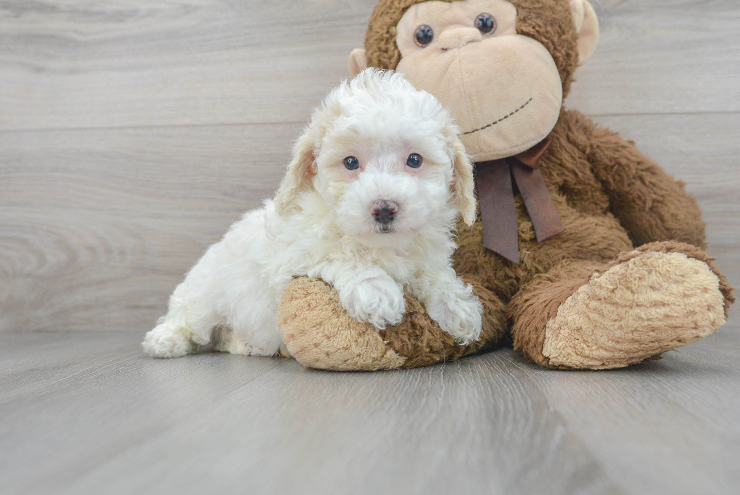 Cute Poochon Baby