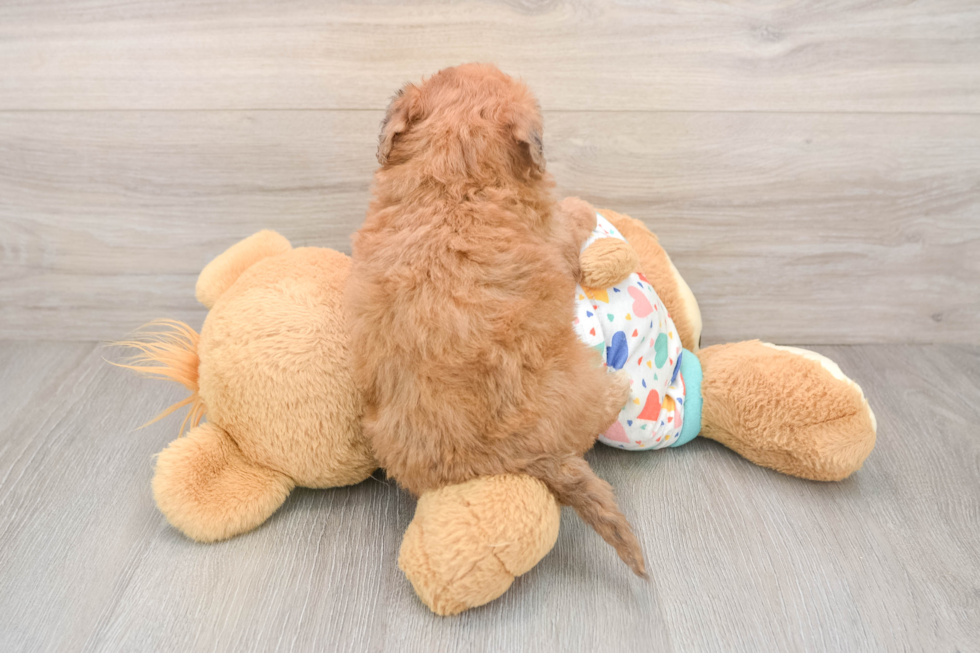 Best Poochon Baby