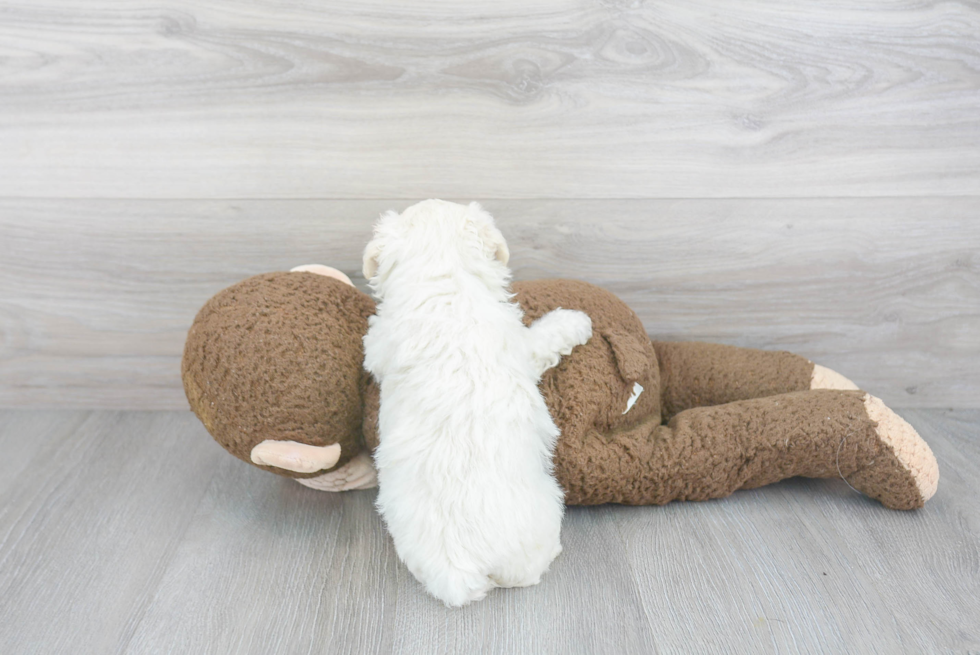 Friendly Poochon Baby