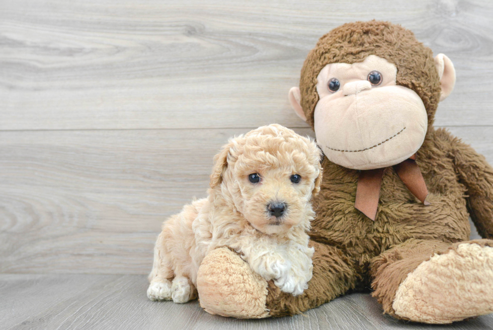 Little Bichpoo Poodle Mix Puppy