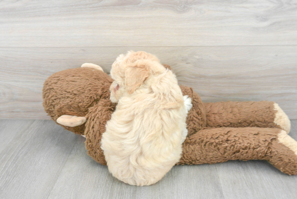 Poochon Pup Being Cute