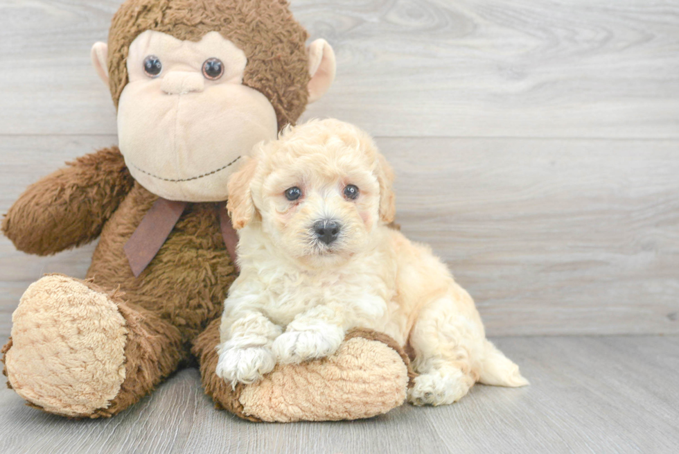Little Bichpoo Poodle Mix Puppy