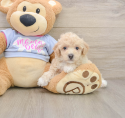 5 week old Poochon Puppy For Sale - Premier Pups