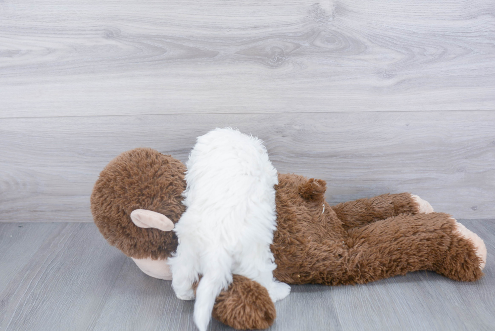 Energetic Bichpoo Poodle Mix Puppy