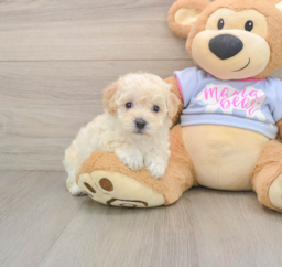 5 week old Poochon Puppy For Sale - Premier Pups