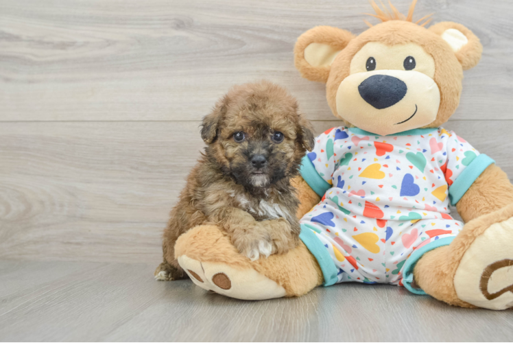 Poochon Puppy for Adoption