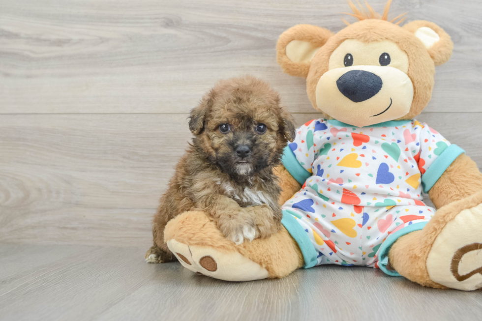 Poochon Puppy for Adoption