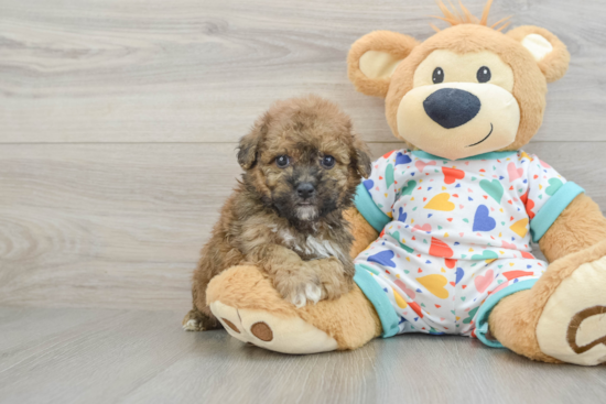 Poochon Puppy for Adoption