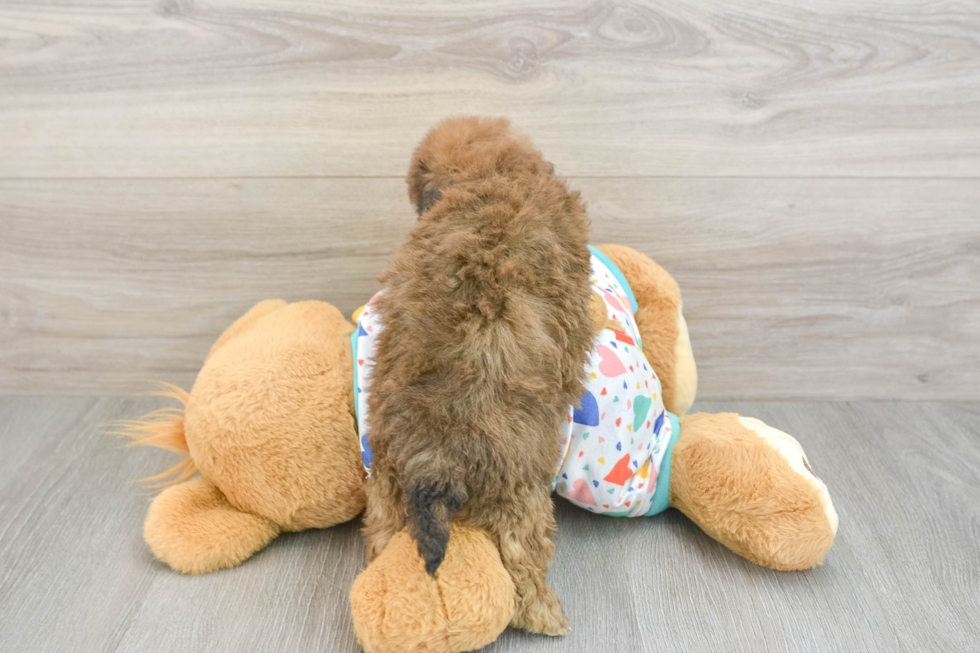 Energetic Bichpoo Poodle Mix Puppy