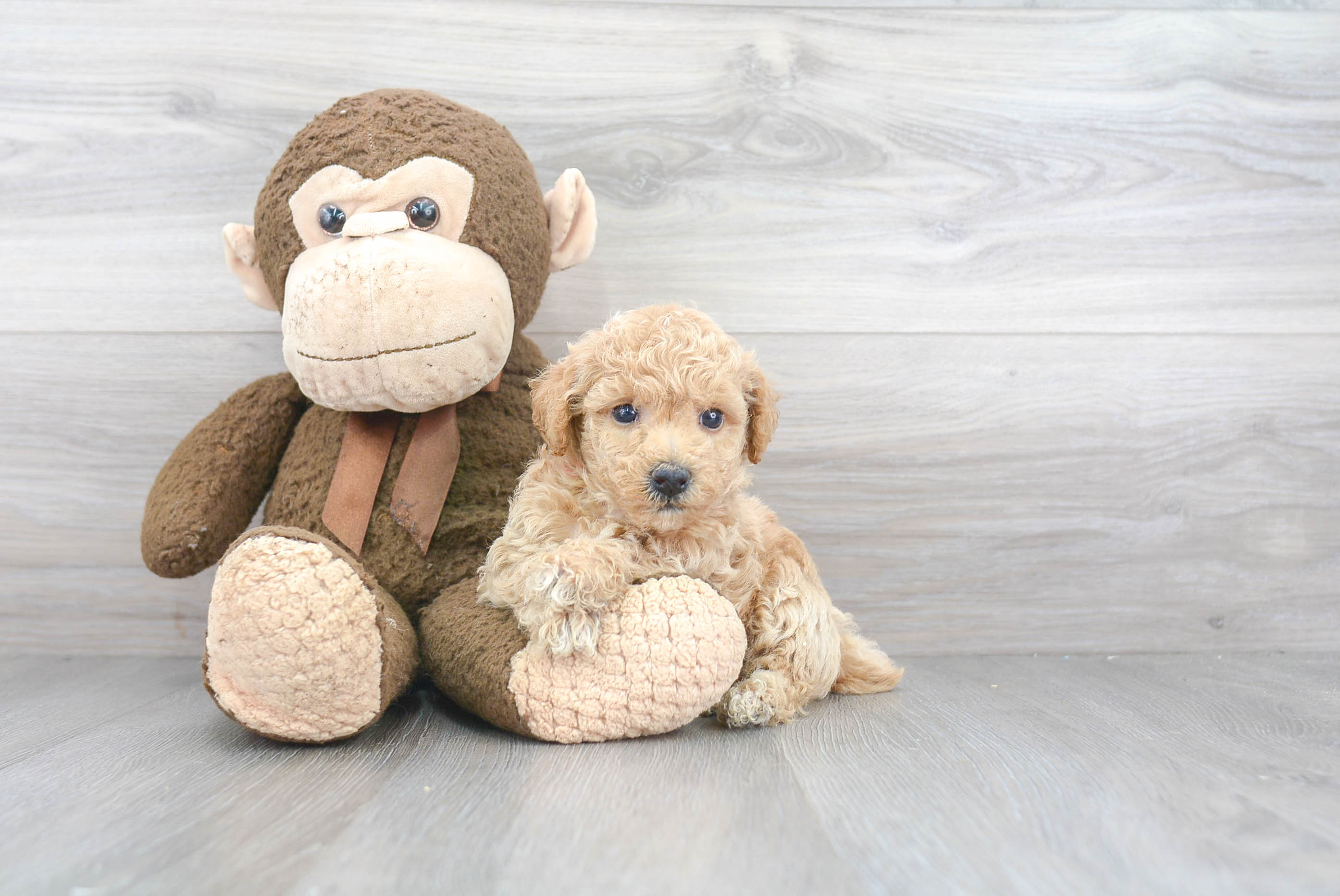 Poochon Puppy for Adoption