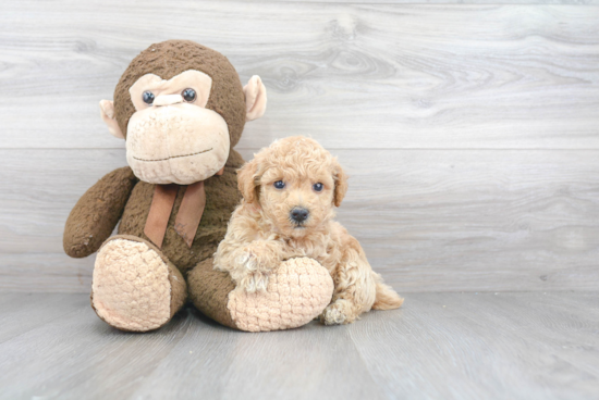 Poochon Puppy for Adoption