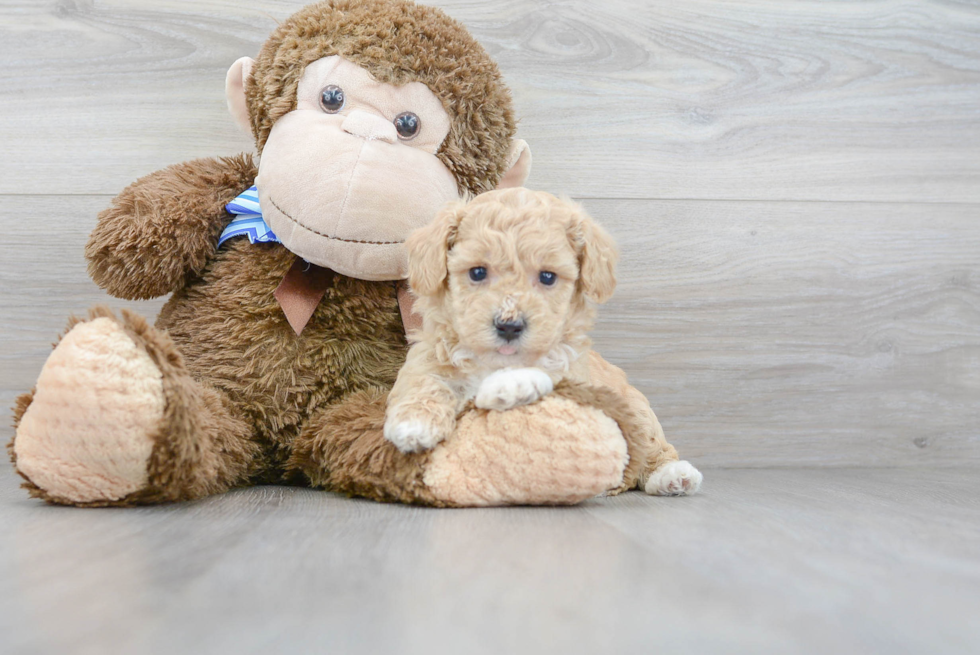 Poochon Puppy for Adoption