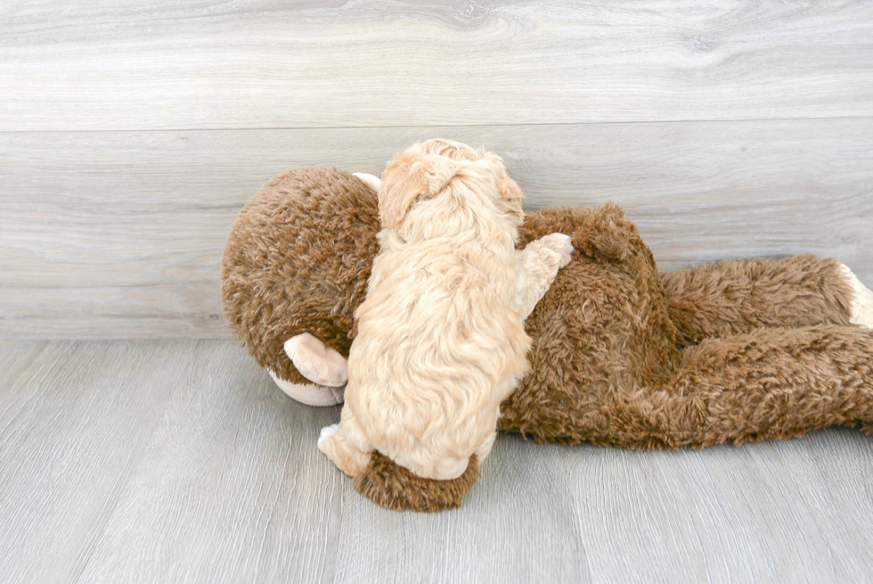 Poochon Pup Being Cute