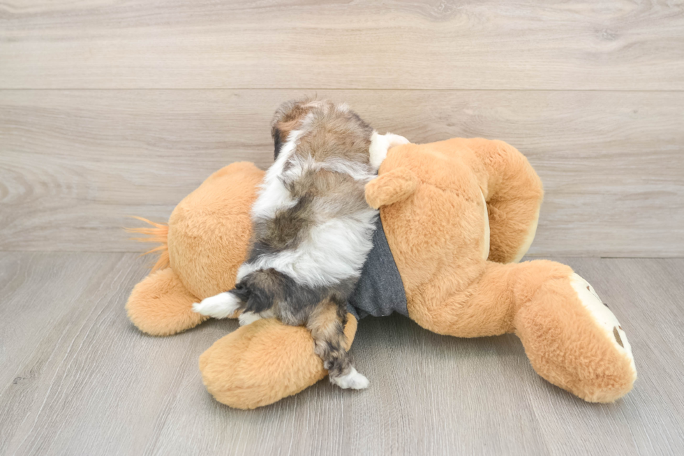 Poochon Puppy for Adoption