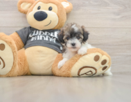 5 week old Poochon Puppy For Sale - Premier Pups