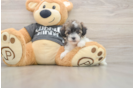 Fluffy Poochon Poodle Mix Pup