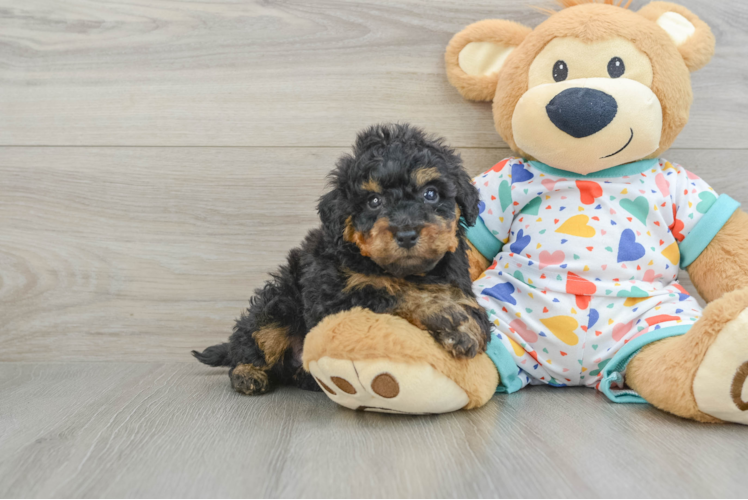 Hypoallergenic Bichpoo Poodle Mix Puppy