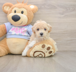 5 week old Poochon Puppy For Sale - Premier Pups
