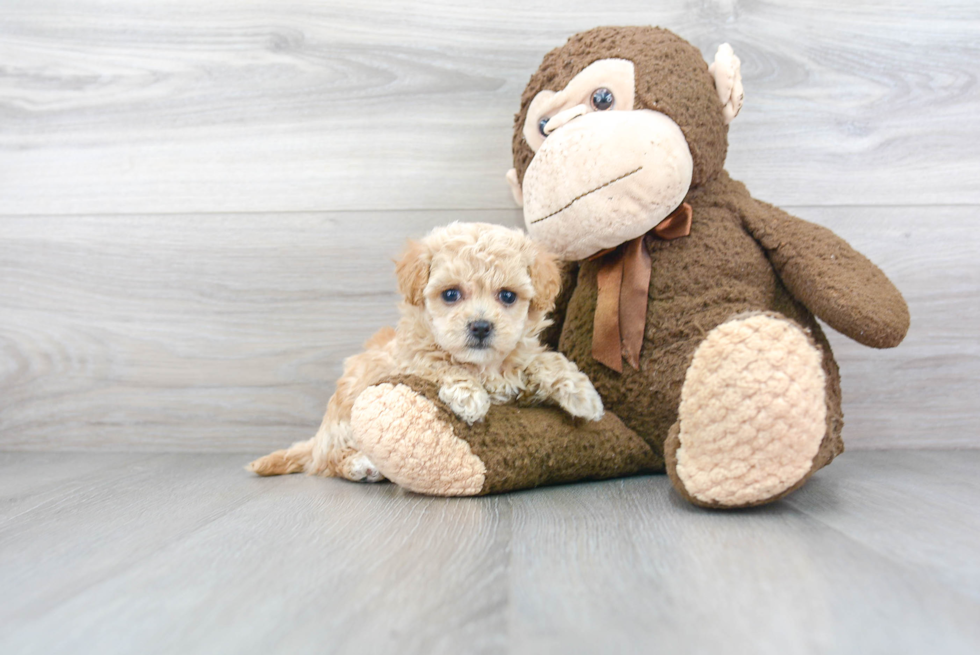 Smart Poochon Poodle Mix Pup