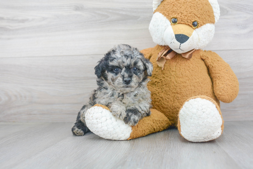 Poochon Puppy for Adoption