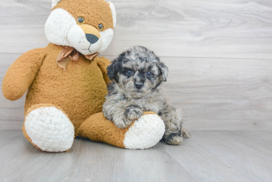 Funny Poochon Poodle Mix Pup