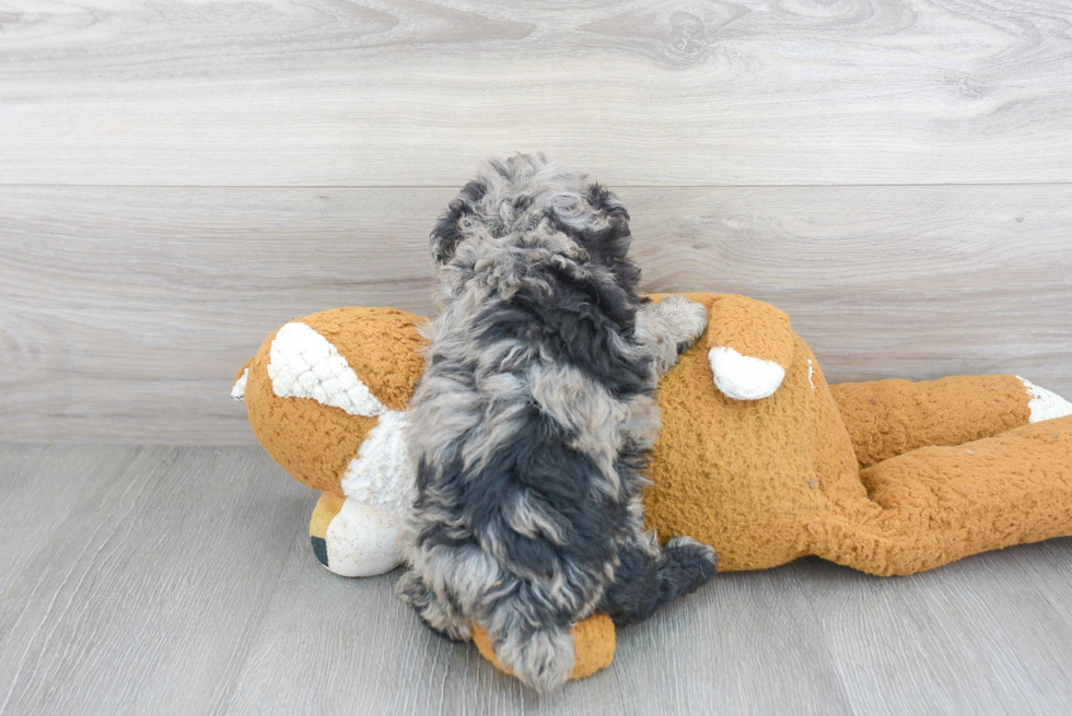 Poochon Pup Being Cute