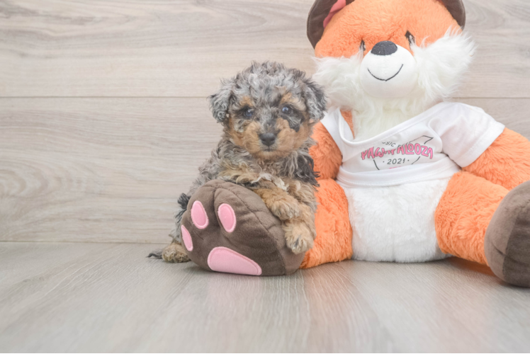 Poochon Puppy for Adoption