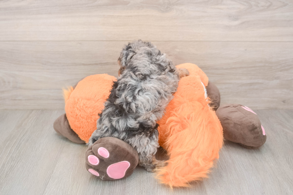 Poochon Puppy for Adoption